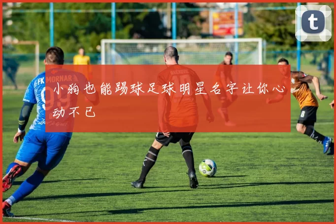 小狗也能踢球足球明星名字让你心动不已